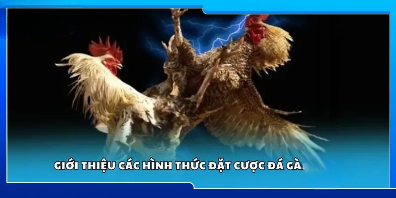 Đá Gà KUBET88 – Giải Trí Trực Tuyến Minh Bạch Và Ổn Định